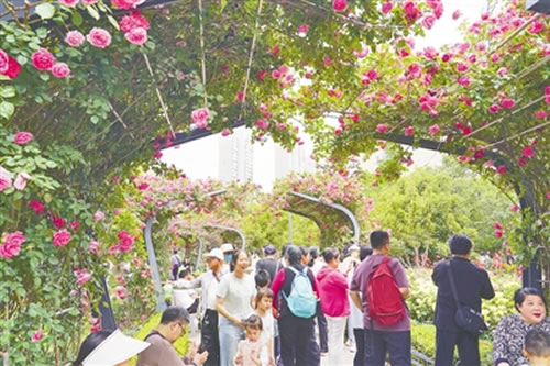 郑州月季公园1.jpg